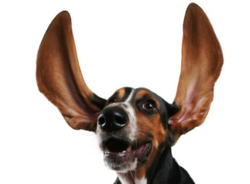 How To Launch and Run A Voice of the Customer Program